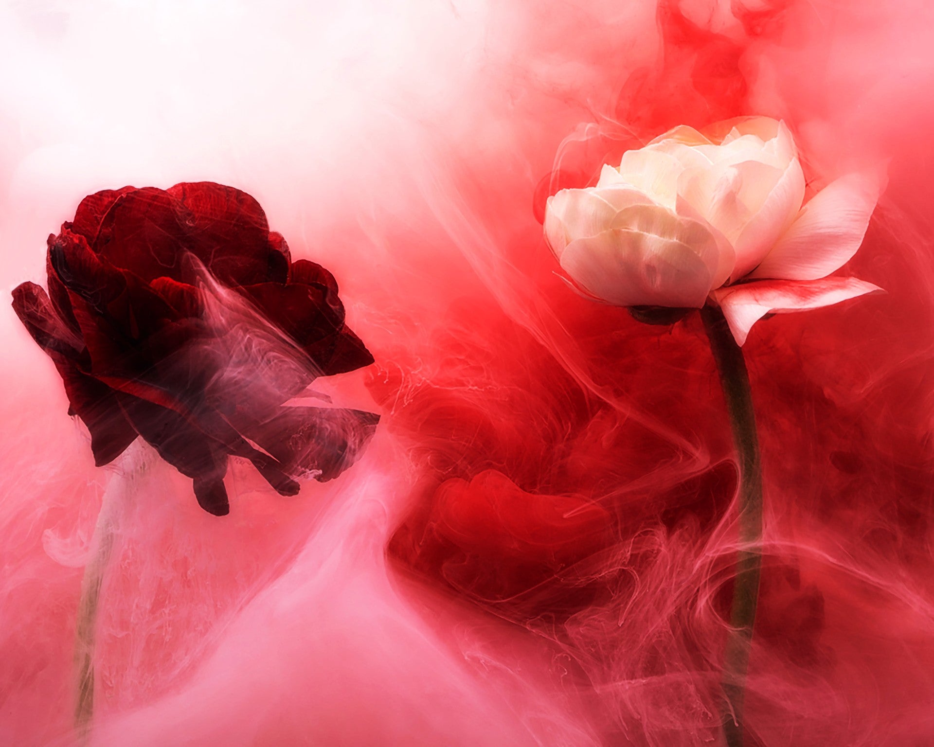 Submerged Series: Passion