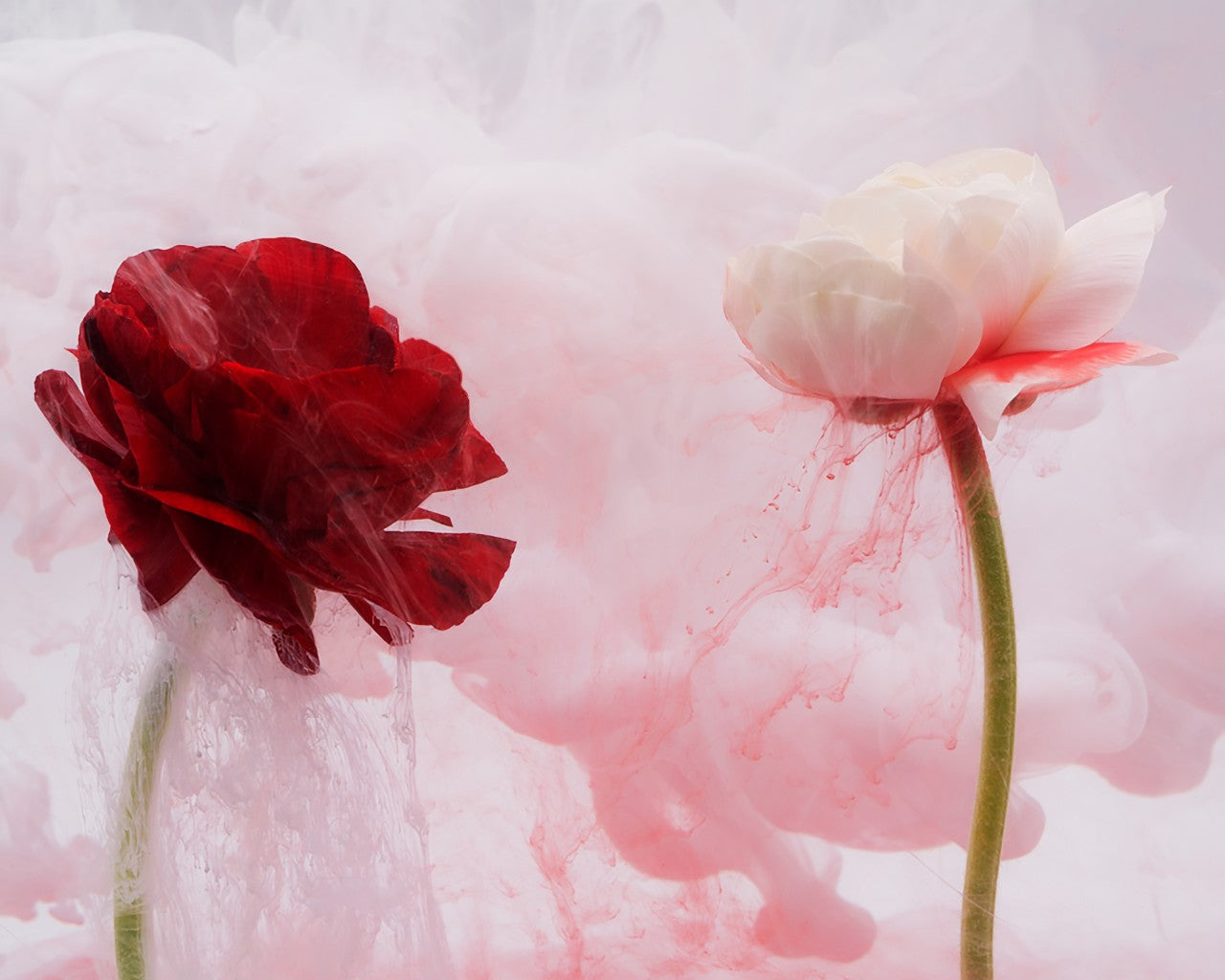 Submerged Series: Love