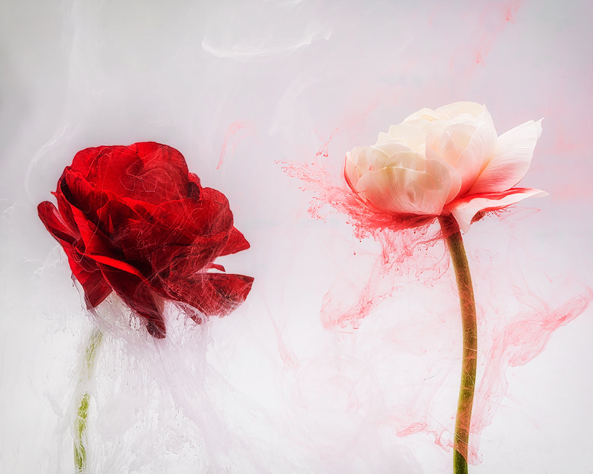 Submerged Series: Romance