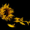Submerged Series: Sunflower in Decline