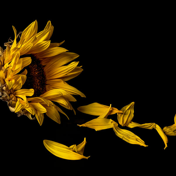 Submerged Series: Sunflower in Decline