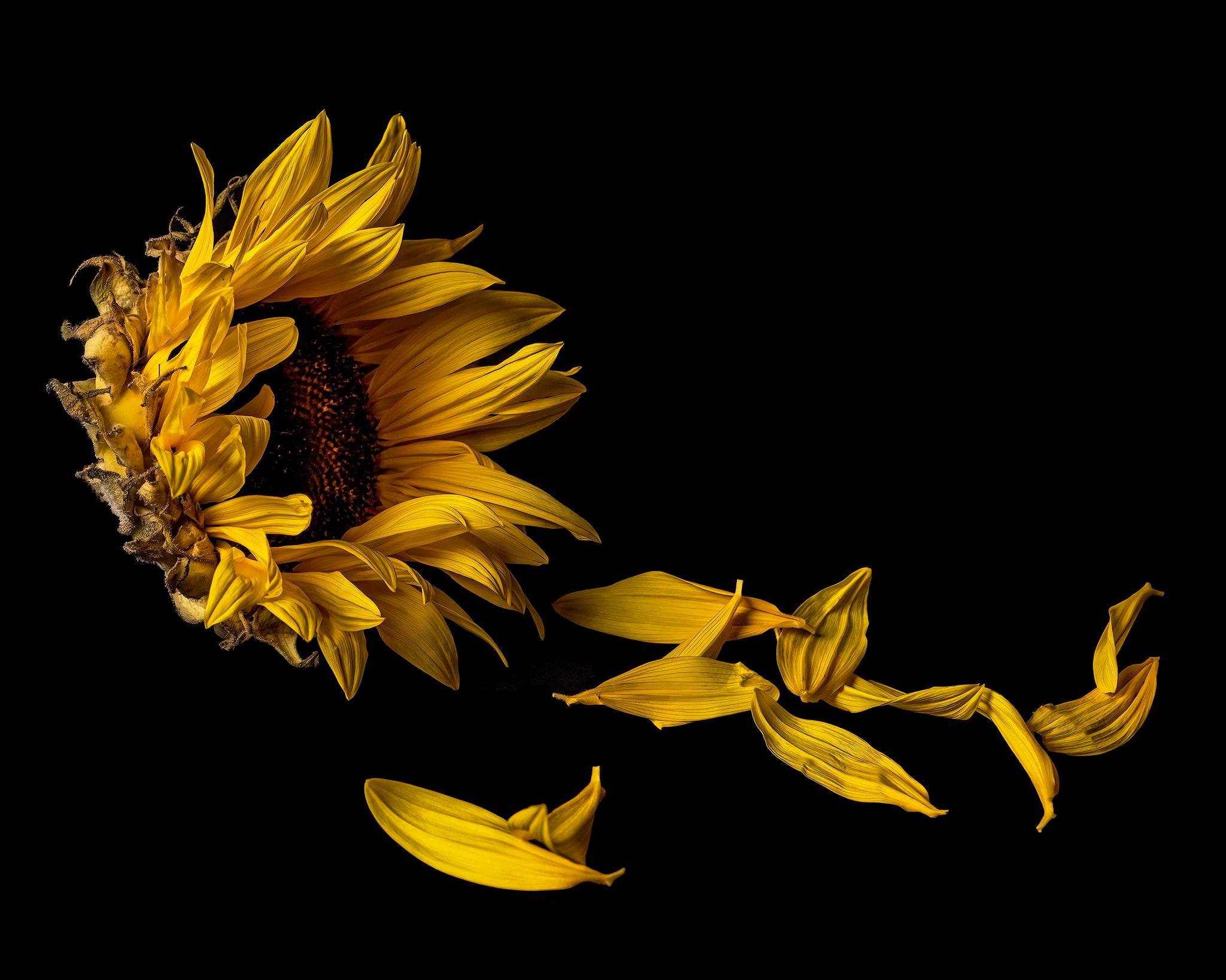 Submerged Series: Sunflower in Decline